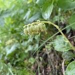 Orthilia secunda Flower