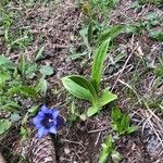 Gentiana acaulis Квітка