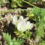 Oxytropis campestris 花