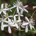 Clematis rectaFleur