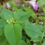 Impatiens balfourii 叶