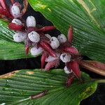 Cautleya spicata Hábito