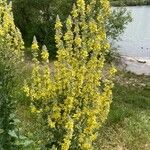 Verbascum lychnitis Flor