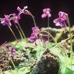 Pinguicula grandiflora Кветка