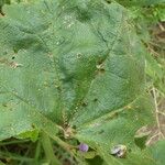 Malva multiflora Hoja