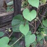 Ipomoea purpurea Blad