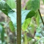 Rudbeckia triloba बार्क (छाल)