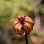 Moneses uniflora 果実