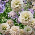 Lomelosia cretica Floare