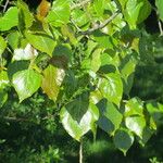 Populus x canadensis Other