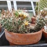 Turbinicarpus schmiedickeanus Характер