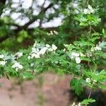 Crataegus rhipidophylla Прочее