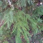 Cryptomeria japonica Blad