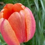 Tulipa grengiolensis Flower