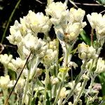 Pseudognaphalium californicum Flower