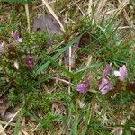 Pedicularis sylvatica Habit