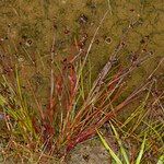 Juncus bulbosus Habit