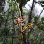 Parsonsia macrophylla Hábito