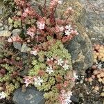 Sedum hirsutum Квітка