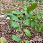 Gaylussacia baccata Fruit