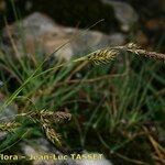 Carex frigida Kvet