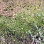 Ziziphus lotus Hábito