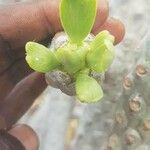 Euphorbia poissonii Ліст