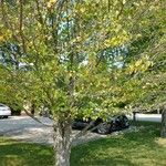 Cercidiphyllum japonicum Habit