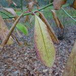 Euonymus carnosus Blatt