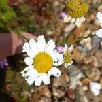 Tripleurospermum maritimum പുഷ്പം