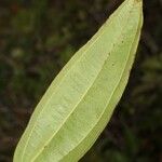 Miconia leamarginata Anders