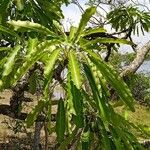 Lophira lanceolata Leaf