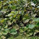 Petasites hybridus Yeri