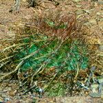 Parodia maassii Blad