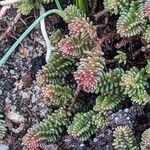 Sedum sexangulare List