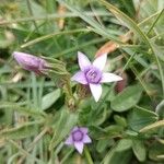 Gentianella campestris Flower