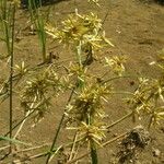 Cyperus articulatus Pokrój