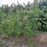 Prunus persica Habit