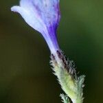 Lithodora hispidula Flower