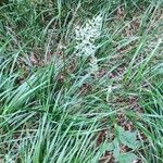 Calamagrostis varia Blad