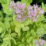 Sedum telephium Kwiat