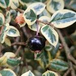 Luma apiculata Fruit