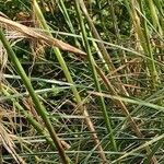 Macrochloa arenaria Bark