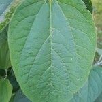 Clerodendrum trichotomumLeaf