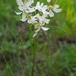 Filipendula vulgaris 花
