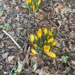 Crocus chrysanthus Hábito