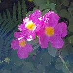 Cistus creticus Blüte
