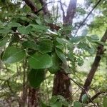 Vaccinium arboreum Leaf