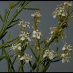 Adenostoma sparsifolium Kvet