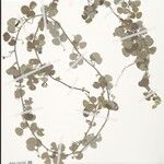 Rhynchosia velutina Other